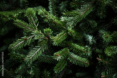 Fir Christmas branches close up
