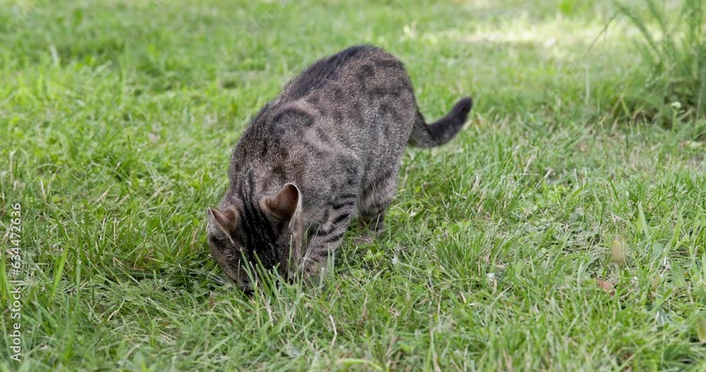 Slow motion view of a cat sniffing a freshly cut lawn. Slow motion view of a cat sniffing a freshly cut lawn.