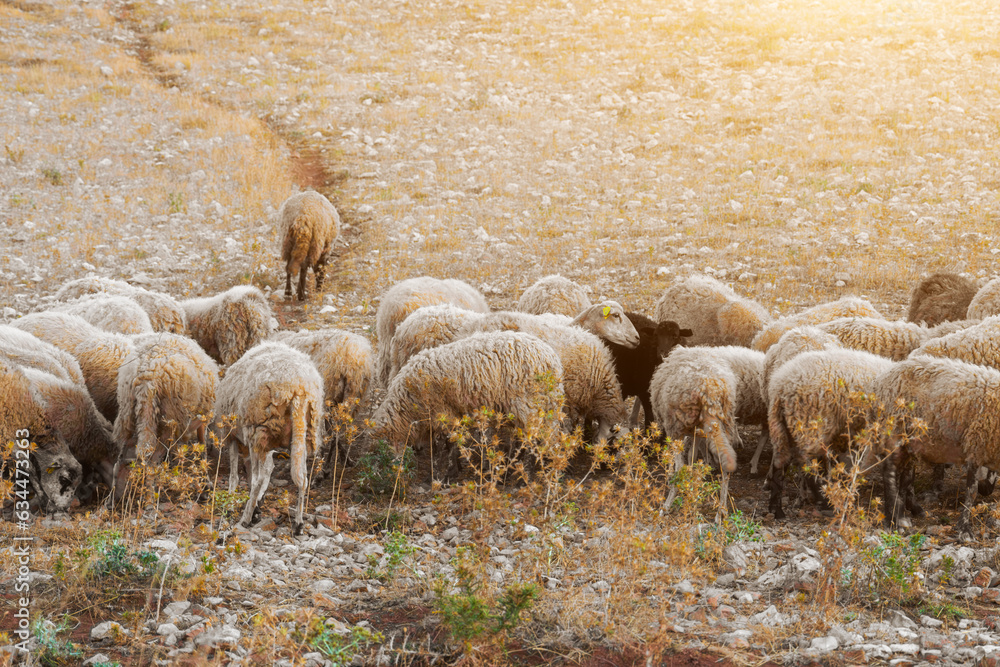 Fototapeta premium Landscape with grazing mountain sheep, sandy mountains