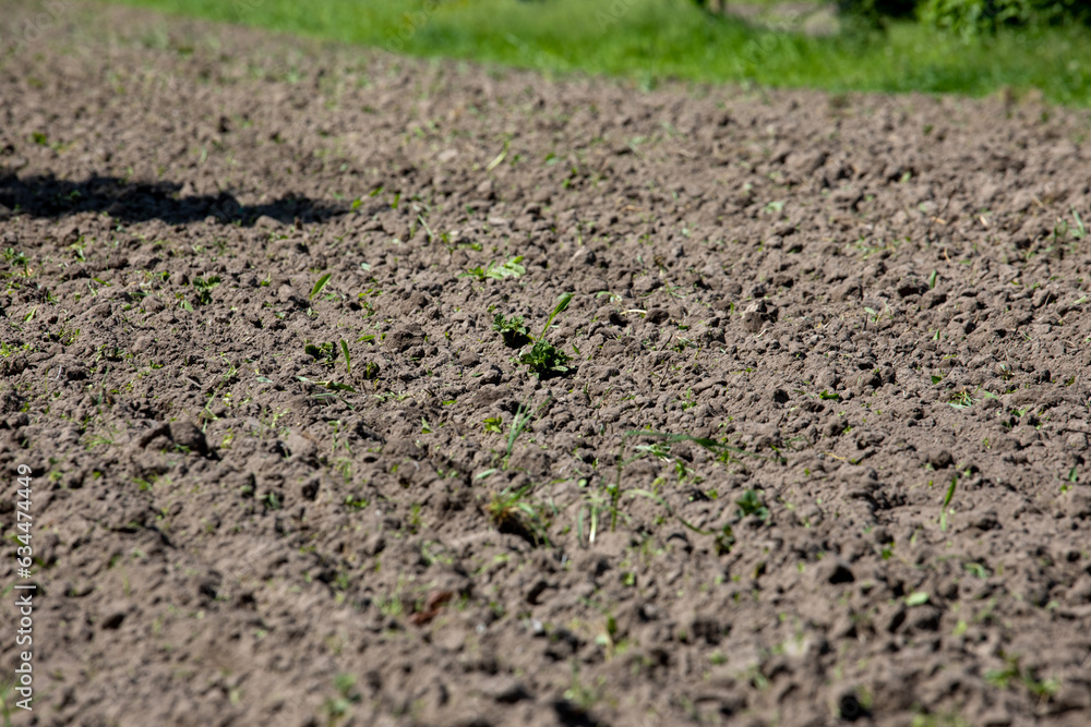 In the field, the sprouts of a young potato plant in the spring. In the field, the sprouts of a young potato plant in the spring.