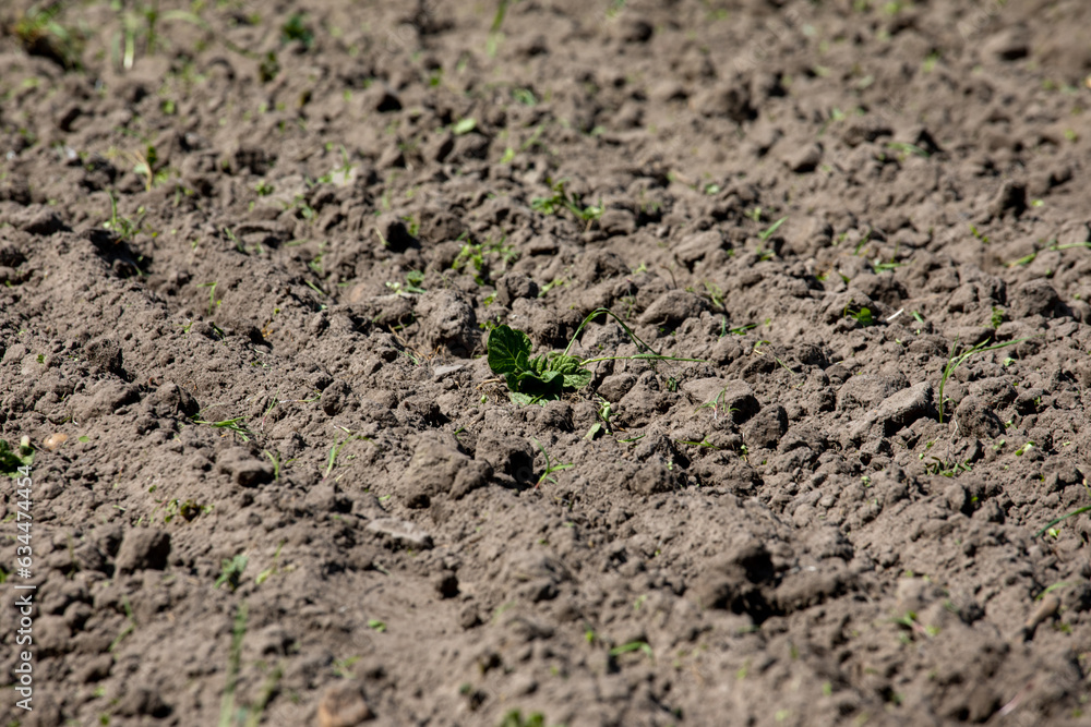 In the field, the sprouts of a young potato plant in the spring. In the field, the sprouts of a young potato plant in the spring.