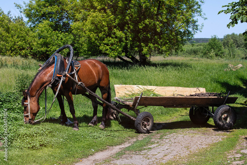 A brown horse harnessed with a cart on a green background in summer. © Studiomiracle