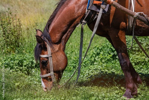 A brown horse grazes in a meadow in summer and eats green grass.