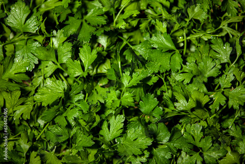 Green parsley leaves filling the frame. Greens for cooking. Natural background.