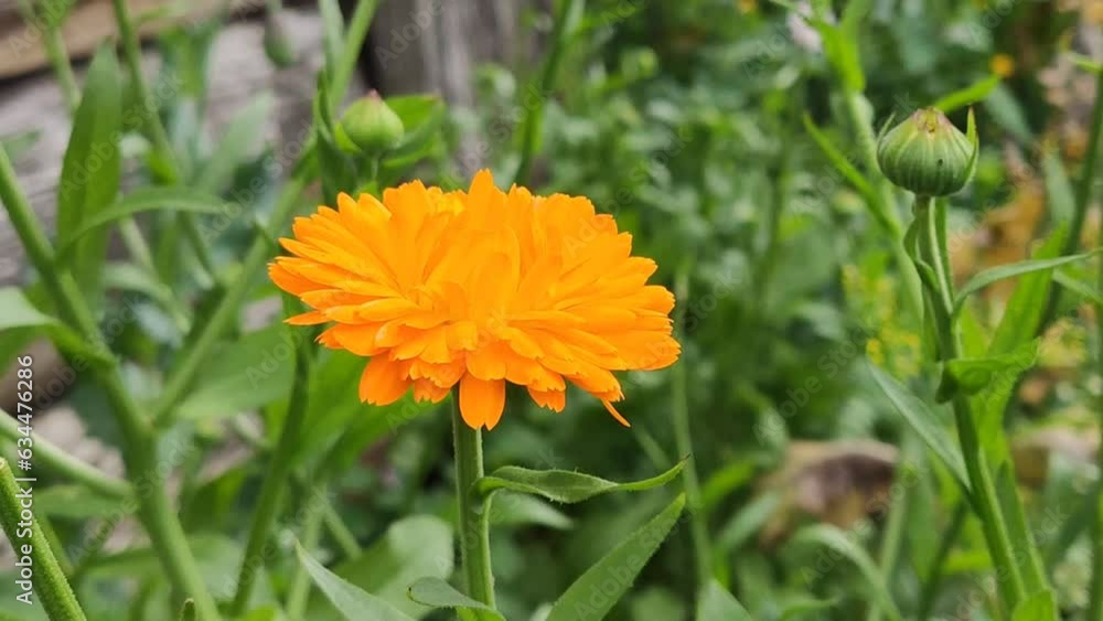 Calendula flower. Medical herb in flowering season. Calendula flower. Medical herb in flowering season.