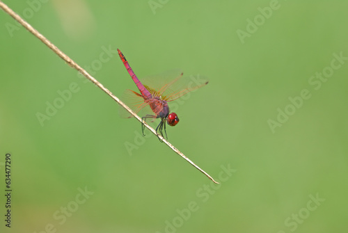 Red dragonfly on a branch. © TAMER YILMAZ
