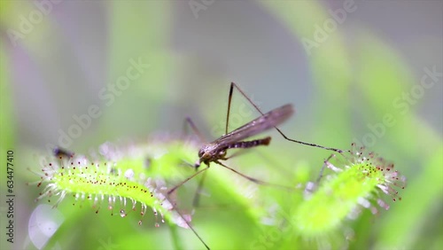 Carnivorous plant Drosera capensis, known as Cape sundew, capturing an dengue insect in 4k video selective focus. photo