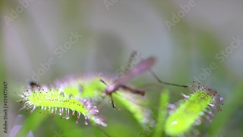 Carnivorous plant Drosera capensis, known as Cape sundew, capturing an dengue insect in 4k video selective focus. photo