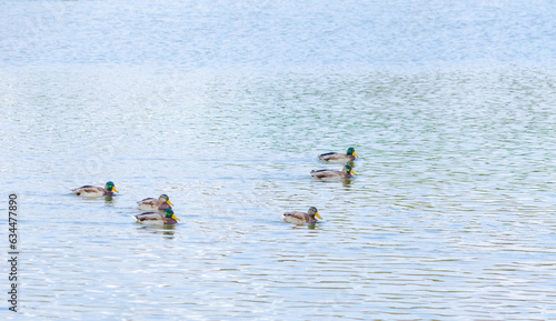 family of ducks on the pond in summer
