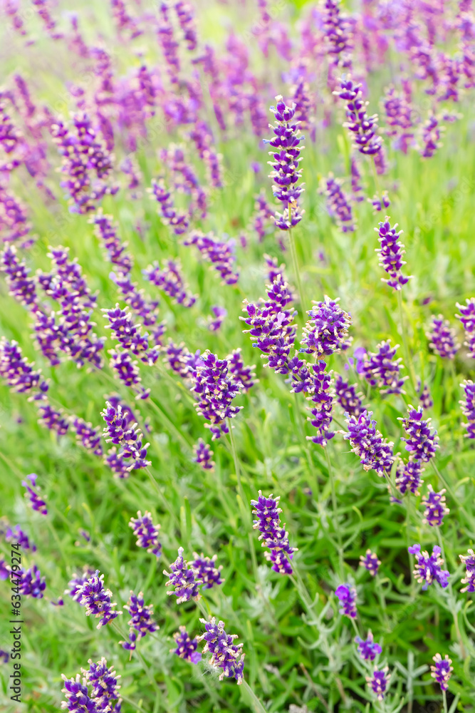 Obraz premium Bushes of lavender in the garden, landscape design. Sunset over blooming lavender field. Selective focus on purple lavender flowers, nature, herb, aromatherapy.