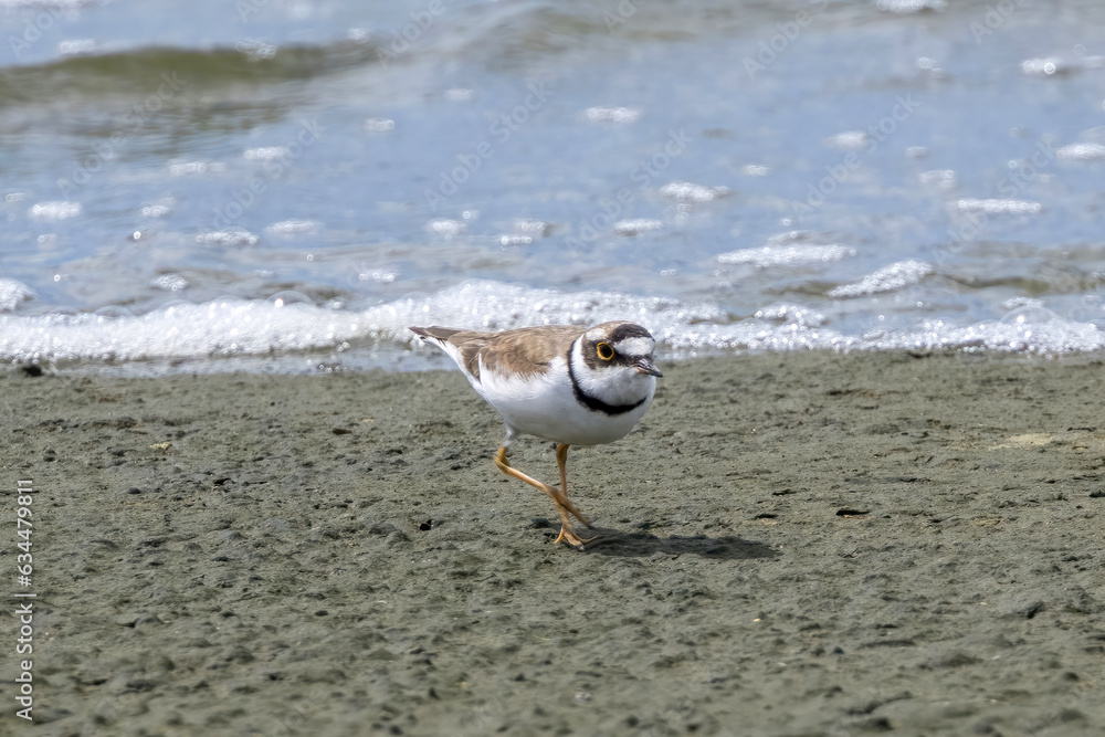 海辺で撮影したコチドリ