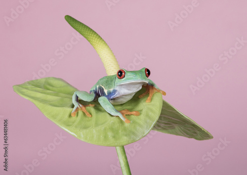 Fototapeta Naklejka Na Ścianę i Meble -  Red Eyed Tree Frog on green leafed Lily