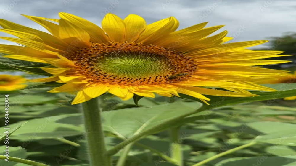 A slow-motion shot of a bee pollinating a sunflower. The bee is moving meticulously around the center of the blossom. Sunflowers growing in a field in Geneva, Switzerland. A slow-motion shot of a bee pollinating a sunflower. The bee is moving meticulously around the center of the blossom. Sunflowers growing in a field in Geneva, Switzerland.