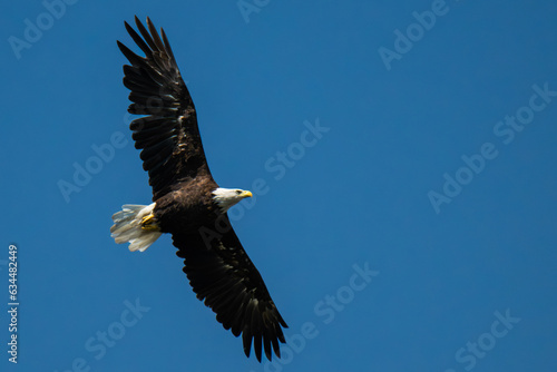 american bald eagle flying 