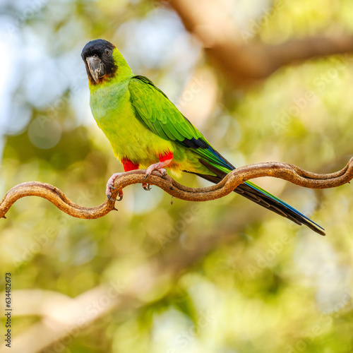 Nanday Parakeet in a tree, Pantanal Brazil photo