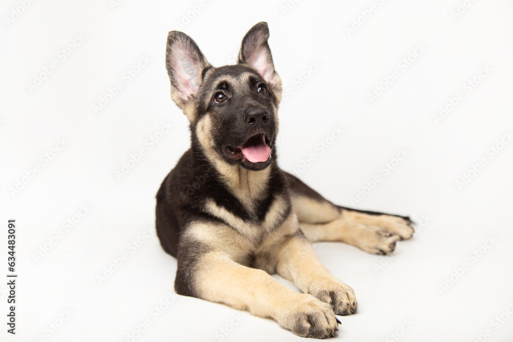 Studio shot of an cute adorable German shepherd lying on white background with copy space