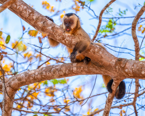 Capuchin monkey in a tree, Pantanal, Brazil