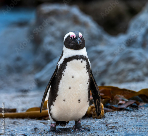 penguin on the beach