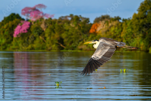 Cocoi heron flying  in the Pantanal, Brazil