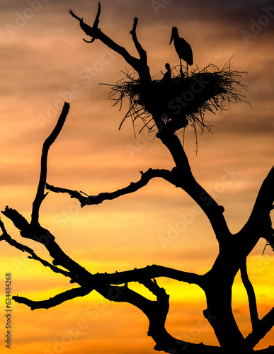 Jabiru Stork in an Tree at sunset, Pantanal, Brazil