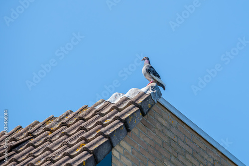 Homing pigeon resting on the top of the roof with a blue sky as a backdrop