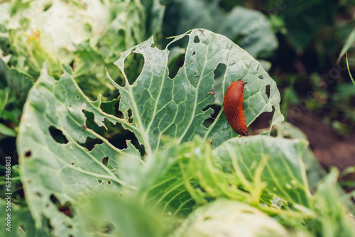 Spanish slug eating cabbage leaf in summer garden. Slug damaging vegetables on ecological farm. Pest destroying harvest photo