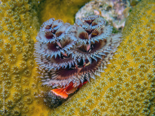 Spirobranchus giganteus, Christmas tree worms photo