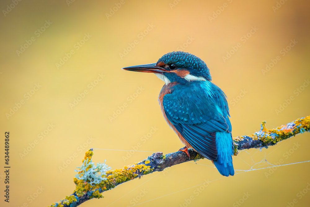 Fototapeta premium Kingfisher on a branch with warm and background