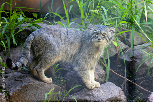 Manul stepowy, manul (Otocolobus manul) #634489882