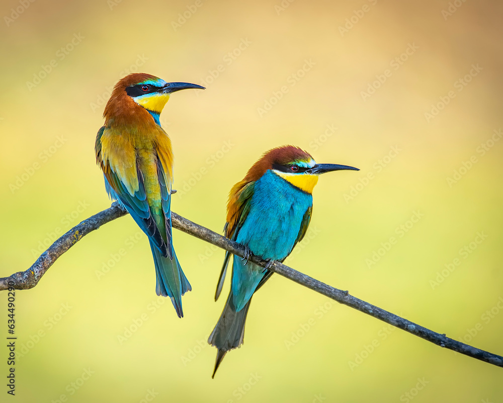 Pair of bee-eaters on their courtship branch in full rutting season Pair of bee-eaters on their courtship branch in full rutting season
