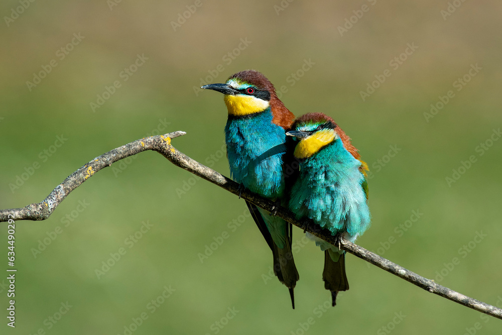 Pair of bee-eaters on their courtship branch in full rutting season