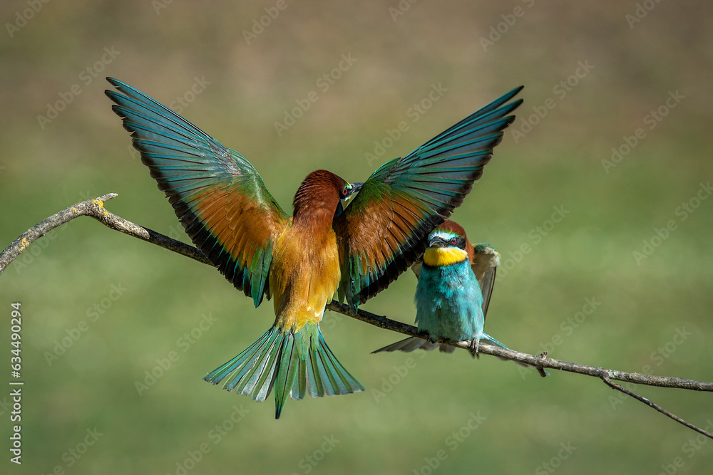 Obraz premium Pair of bee-eaters on their courtship branch in full rutting season