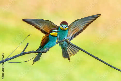 Pair of bee-eaters on their courtship branch in full rutting season