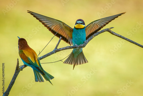 Pair of bee-eaters on their courtship branch in full rutting season