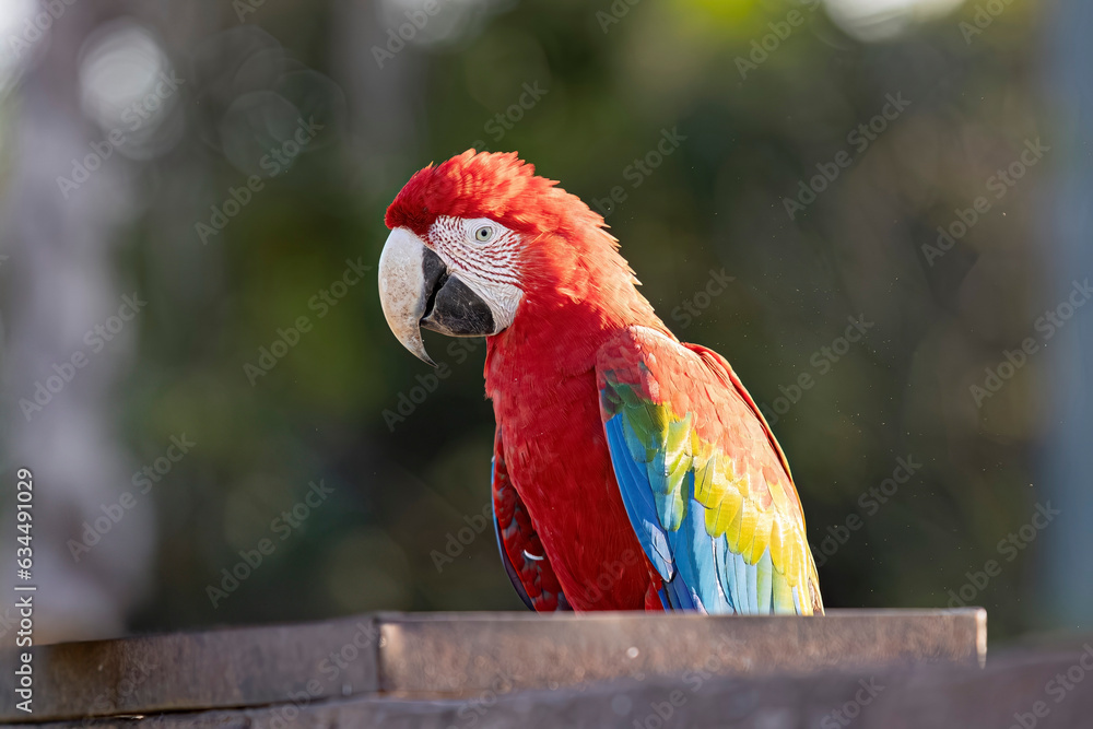 Adult Red and green Macaw