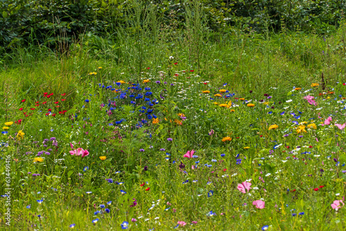 Wildblumenwiese photo