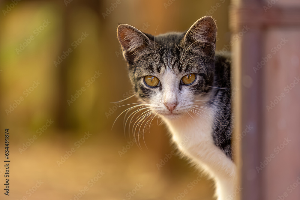 Fototapeta premium Small domestic cat