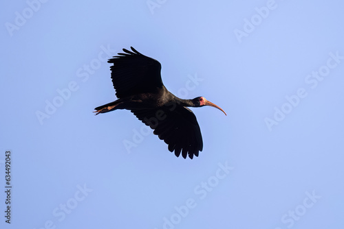 Animal Bare faced Ibis in fly photo