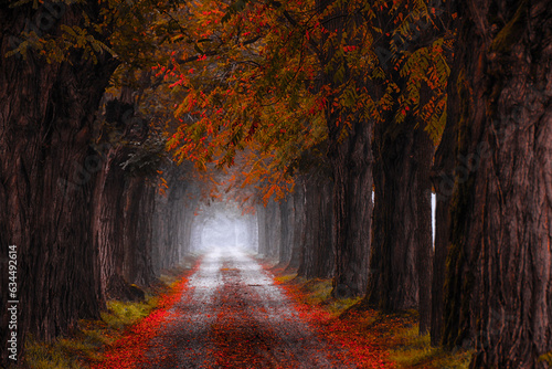 Straight treelined road in autumn, Alessandria, Piedmont, Italy photo