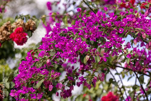 Fototapeta Naklejka Na Ścianę i Meble -  ornamental plant flowers
