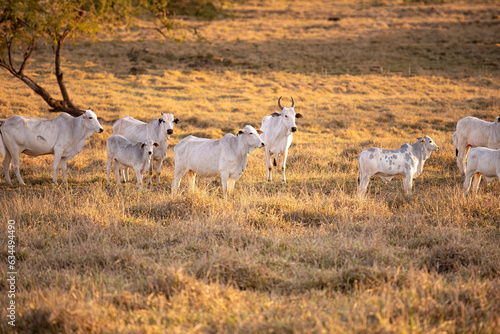 nelore cattle on dry pasture