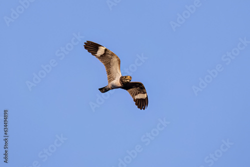 Animal Nacunda Nighthawk in fly