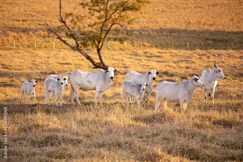 nelore cattle on dry pasture