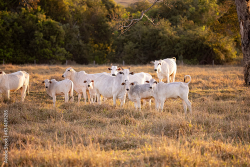 nelore cattle on dry pasture