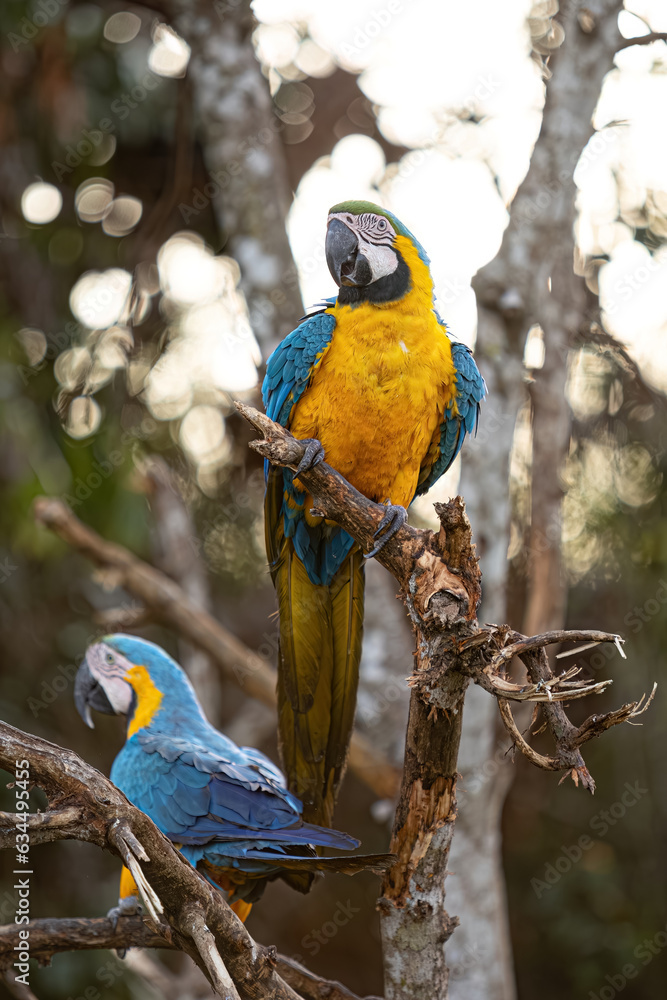 Obraz premium Adult Blue-and-yellow Macaw