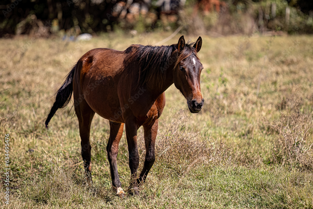 animal horse in farm pasture field animal horse in farm pasture field