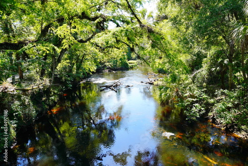 landscape of Hillsborough river state park at Tampa, Florida   © Feng