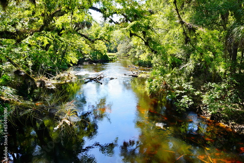 Hillsborough river state park at Tampa  Florida 