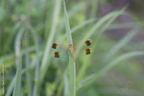 Banded darter (Sympetrum pedemontanum elatum) in Japan photo