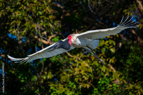 jabiru in flight
